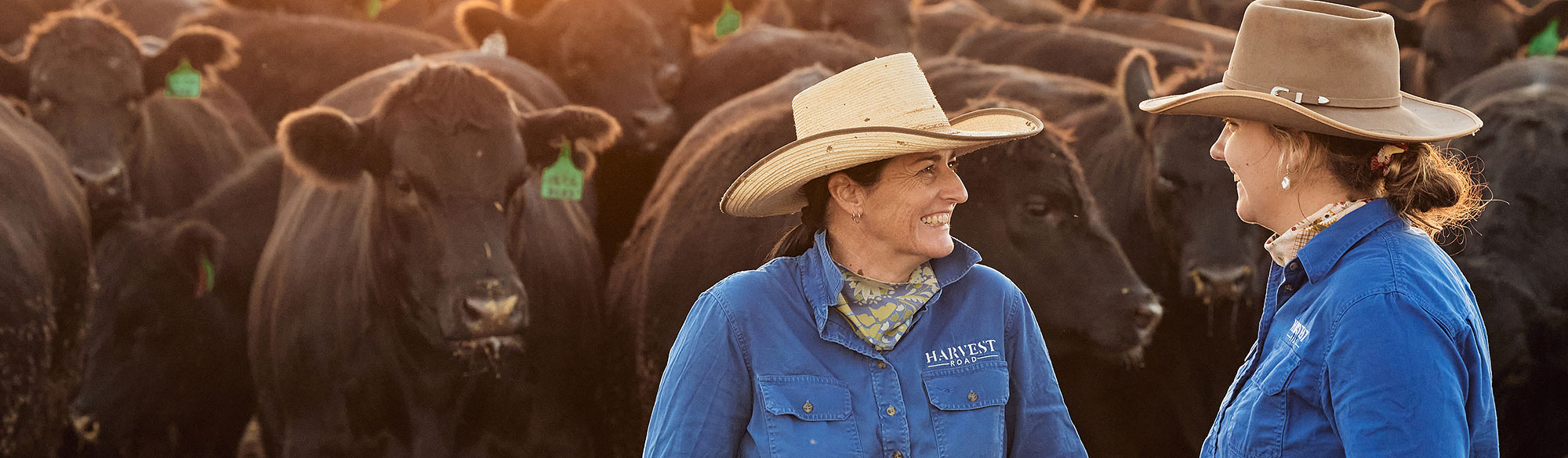 Harvest Road Group is a family-owned West Australian integrated Cattle, Beef and Aquaculture business